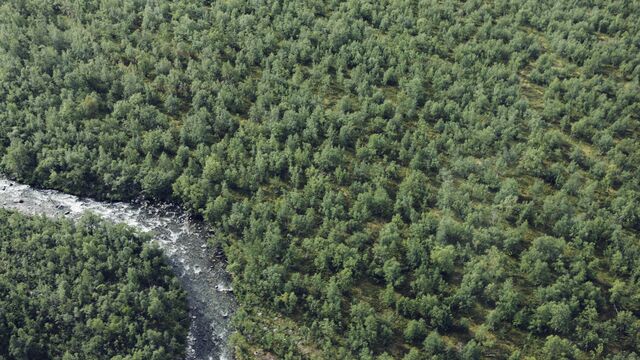Aerial view of river and forest - Small